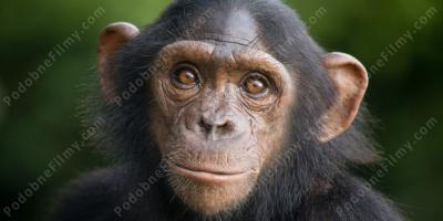 szympans filmy