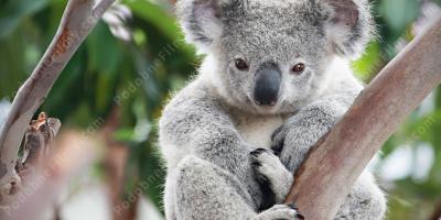 koala filmy