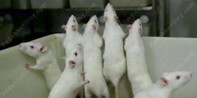 szczur laboratoryjny filmy