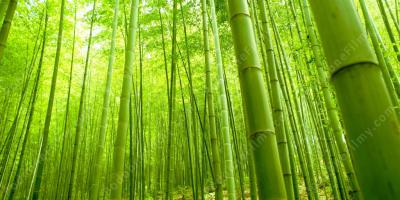 bambus filmy