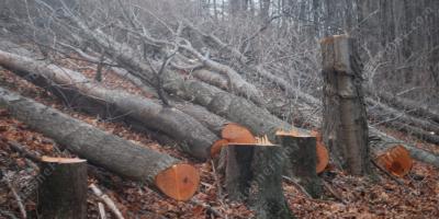 wycinanie drzewa filmy