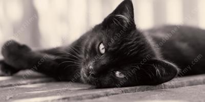 czarny kot filmy