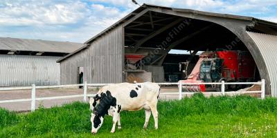 gospodarstwo zwierzęce filmy