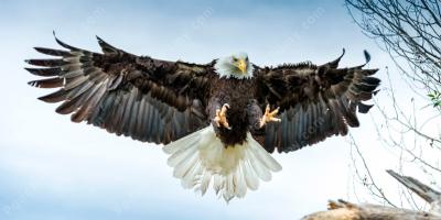 ptak drapieżny filmy