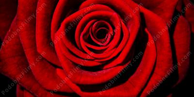 czerwona róża filmy