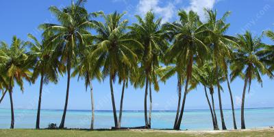 drzewo palmowe filmy
