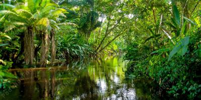 amazoński las deszczowy filmy