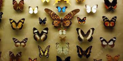 kolekcja motyli filmy