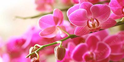 orchidea filmy