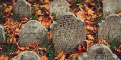 cmentarz dla zwierząt filmy