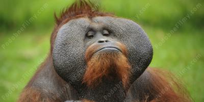 orangutan filmy