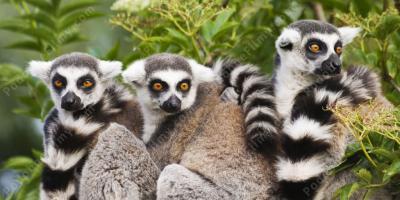 lemur filmy