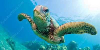 żółw morski filmy