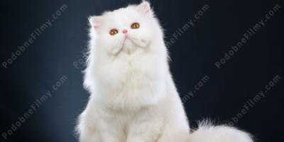 biały kot filmy