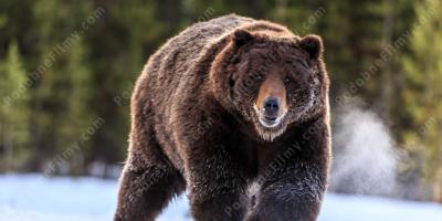 Niedźwiedź grizzly filmy